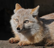 Steppenfuchs 3
