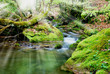 musk on the stones near the river musk on the stones near the river