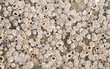 Marine texture