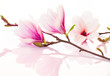Pink Spring Flowers With Refle...