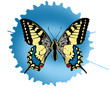 butterflies background