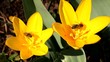 Video: Bees collecting pollen on first blooming tulips Bees collecting pollen on first blooming tulips