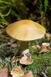 Fall mushrooms in the forest Fall mushrooms in the forest
