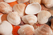 sea shells on sand as background sea shells on sand as background