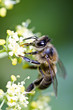 honey bee