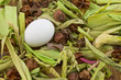 Lonely white egg among brushwood Lonely white egg among brushwood
