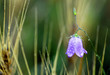 purple flower