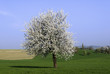 springtime landscape