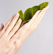 Beautiful hands with French manicure nails