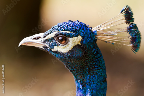 Photo: Blue peacock portrait Blue peacock portrait