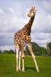 Giraffe in the wildlife park