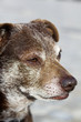 Photo: old domestic dog old domestic dog