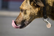 Photo: tongue out tongue out