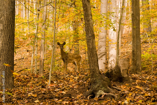 Photo: Deer Deer