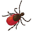 House dust mite
