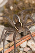 Raft spider, dolomedes fimbriatus om ground, extreme close-up Raft spider, dolomedes fimbriatus om ground, extreme close-up