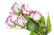 Wilting delicate pink roses single Wilting delicate pink roses single