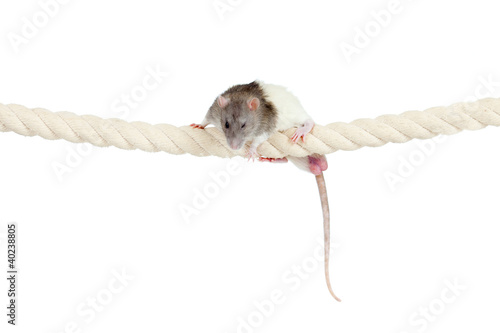 Photo: domestic rat clambering by rope isolated on white domestic rat clambering by rope isolated on white