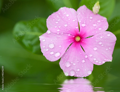 Photo: pervenche de madagascar, catharanthus roseus pervenche de madagascar, catharanthus roseus