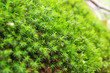 Bright green sprouting moss somewhere in a forest. Shallow DOF.