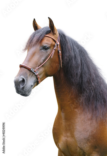 Photo: A portrait of an andalusian stallion on a white background A portrait of an andalusian stallion on a white background