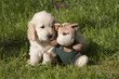 Foto: Welpe mit Teddy Welpe mit Teddy