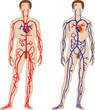Vector: cardiovascular system cardiovascular system