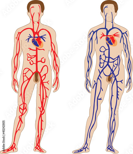 Vector: cardiovascular system cardiovascular system