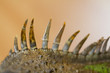 iguana spiked back