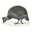 Pintade