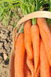 carottes potagères