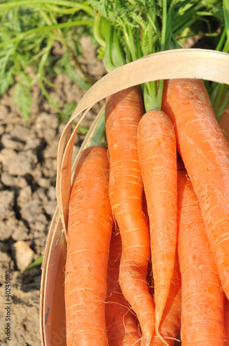 Photo: carottes potagères carottes potagères