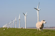 Photo: Windmill and sheep in the Netherlands Windmill and sheep in the Netherlands