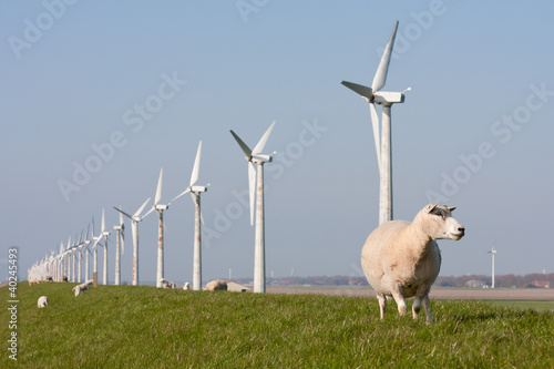 Photo: Windmill and sheep in the Netherlands Windmill and sheep in the Netherlands
