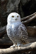 Snowy owl Snowy owl