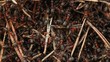 ants in an anthill