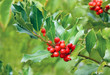 Holly tree branch