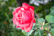Red rose