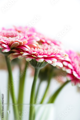 Photo: Gerbera Flowers in a Glass Vase Gerbera Flowers in a Glass Vase