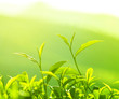 Tea Leaf