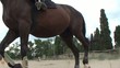 Cheval au ralenti 4