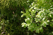 green leaves in the rays of sun