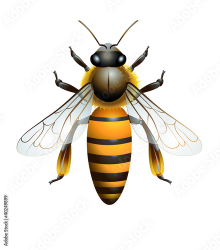 Illustration: Abeille schématisée Abeille schématisée