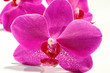 macro photo of orchid flowers