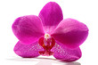 orchid