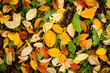Autumn