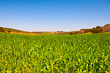 Green Field