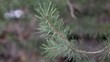 Pine tree moving in the wind, birds singing in the back