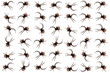 diadem spiders