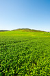 Green Field